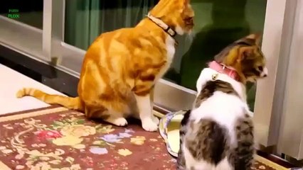 Kucing lucu dan Anak kucing mengeong