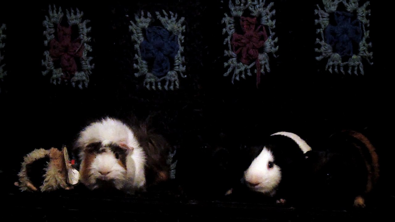 CAVIA PORCELLUS DAVID 102_8565