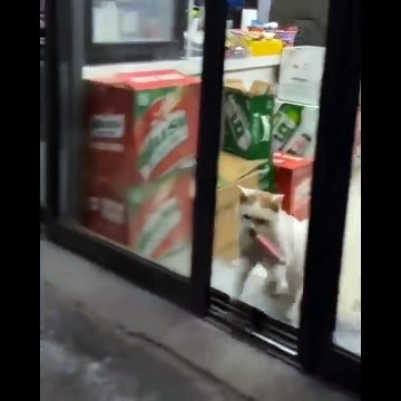 Funniest Cats - Don't try to hold back Laughter - Funny Cats Life - funny cat videos