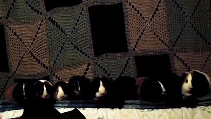 CAVIA PORCELLUS RJ CLOVER CLOVER IRIS PARSLEY PIXIE CJ PIXIE TURMERIC 102_8567