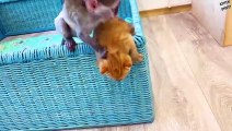Baby monkey Susie does not let dad cat hiss at loud meow kitten while mom cat feeds kittens
