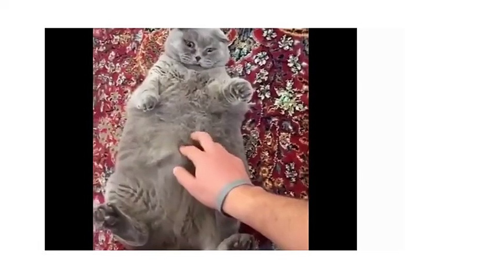 ⁣Funniest Animals   Best Of The  Funny Animal Videos   Cutest Animals Ever_Funny Animals videos