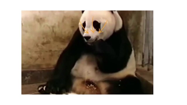 Funny Animals Best Of The 2020 Funny Animal Videos Cutest Animals Ever_ Funny Animal Videos