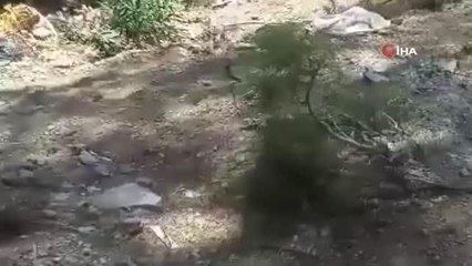 Eve giren yılan yakalanarak doğaya salındı