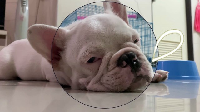 Like sleeping dog, he also snores