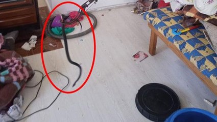 Yatak odasında korkudan donup kaldı! Karyolanın altından zıplayan dev yılan panik yarattı