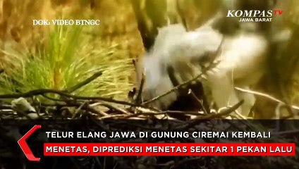 Elang Jawa Generasi Ke-3 Penguasa Langit Gunung Ciremai