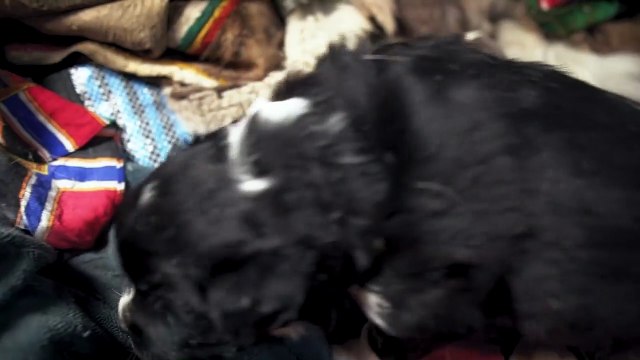 Life in URAL Mountains. Russia. Survival in Far North. Nomads Nenets