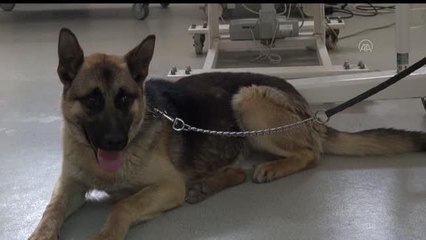 Bingöl'den getirilen Alman çoban köpeğine Sivas'ta diz ameliyatı yapıldı