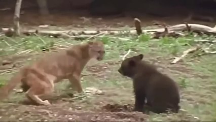 Lions is King But Fail_ Mother Bear Save Her Baby From Puma Hunting - Puma vs Eagle_ Goat_ Bear