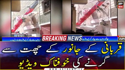 Watch terrifying video of sacrificial animal falling from the terrace shocks
