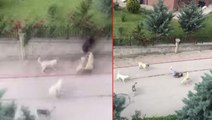 Başkent'in göbeğinde yaşandı! 6 başıboş köpek, küçük çocuğa saldırdı