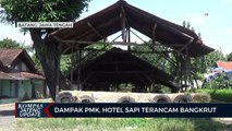 Dampak PMK, Hotel Sapi Terancam Bangkrut