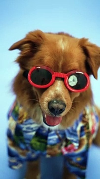 Beutiful doge video | Funny doge videos | doge video beutiful animals video