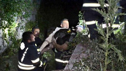 Ahıra girenlerden korkup dereye atlayan buzağılar için seferber oldular