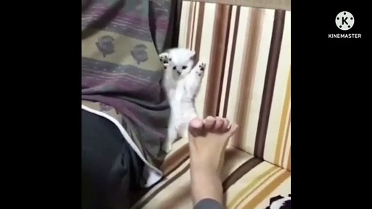 Cute baby cat, cat funny video, follow me for more interesting video