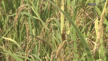 [녹색] 경기미 진짜 우리 쌀 됐다...해들쌀·알찬미 품종 인기 / YTN