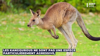 Un homme fait une prise de catch à un kangourou qui l'attaque