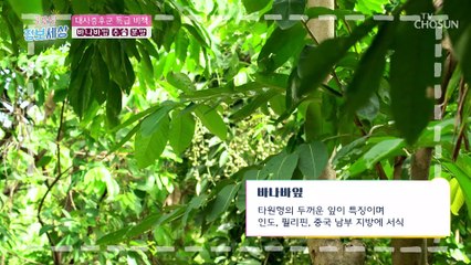 혈당 낮추고 대사증후군 완화에도 도움 주는 「●●●」 TV CHOSUN 220602 방송