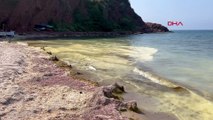 Karadeniz'de ölü yunus paniği sürüyor: Bu defa o sahile vurdu