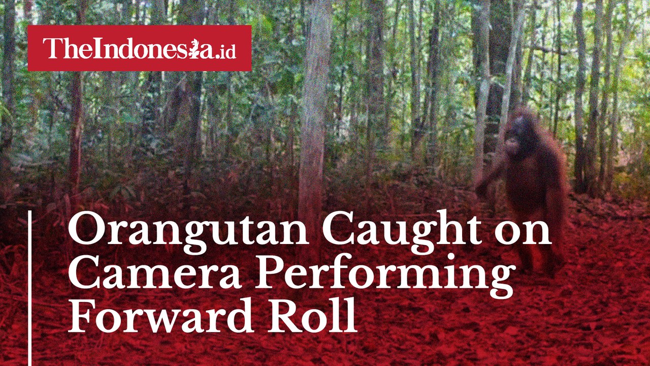 Orangutan Caught on Camera Performing Forward Roll
