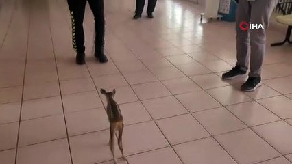 Annesini kaybeden yavru karacaya polis şefkati
