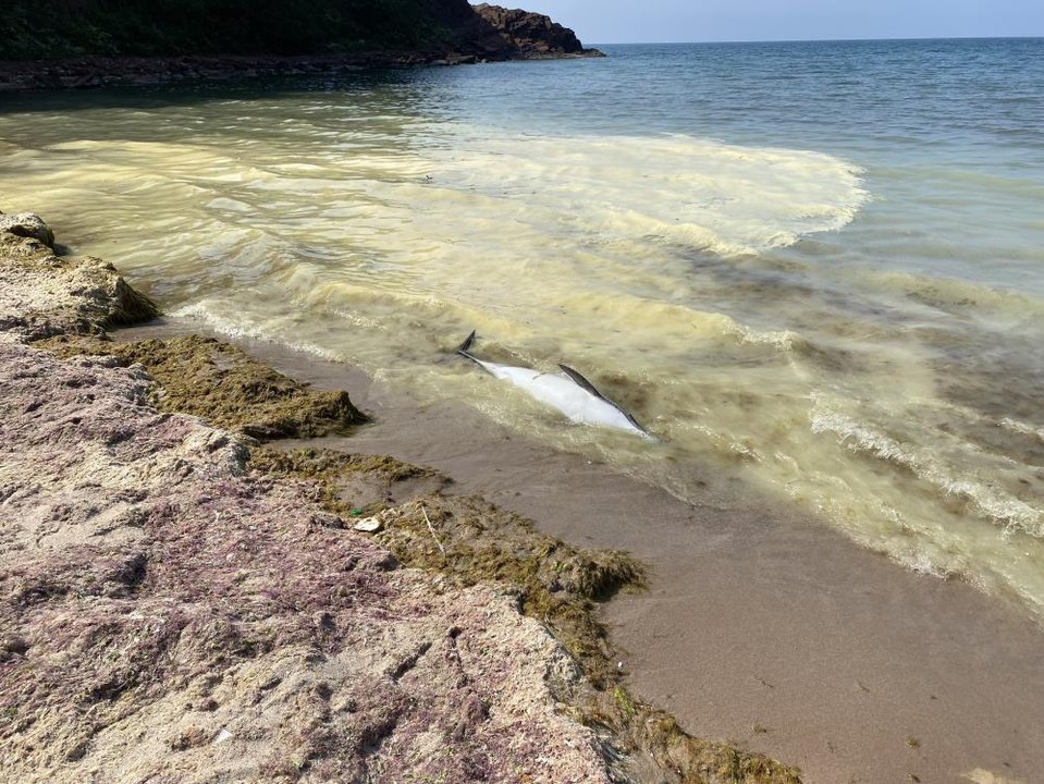 Ölü yunus sahile vurdu