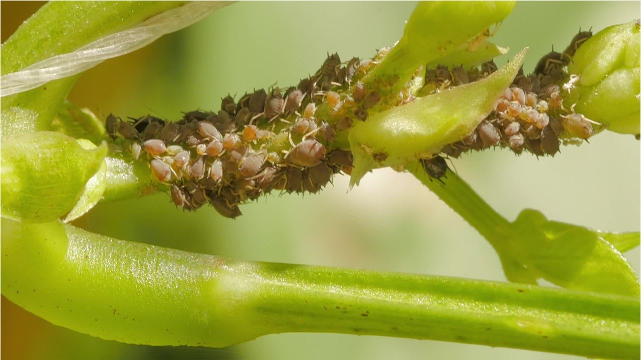 Augen auf und Wasser marsch: Tipps gegen Blattläuse