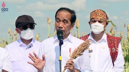 Presiden Jokowi Tanam Bibit dan Tinjau Panen Sorgum di Sumba Timur