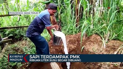 Sapi Terdampak PMK, Ribuan Liter Susu Segar Dibuang