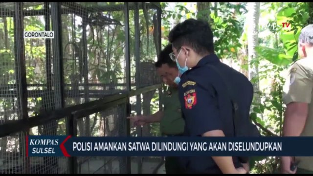 BKSDA Amankan Satwa Dilindungi Yang Akan Diselundupkan
