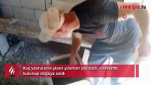 Yavruları yiyen yılanlara nasihat edip doğaya saldı