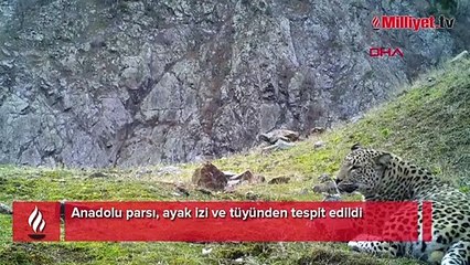 Anadolu parsının nasıl tespit edildiği ortaya çıktı