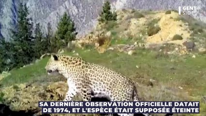 Supposée éteinte depuis 50 ans, cette espèce réapparaît en Turquie