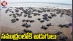 Hundreds Olive Ridley Turtles Hatchlings Make Their Way To Sea At Rushikulya Beach | Odisha | V6 News