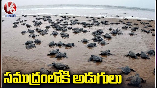 Hundreds Olive Ridley Turtles Hatchlings Make Their Way To Sea At Rushikulya Beach | Odisha | V6 News