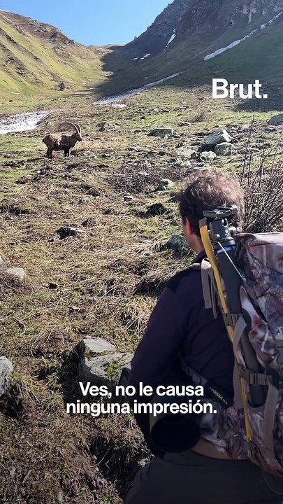 170 cabras montesas podrían ser sacrificadas en los Alpes franceses