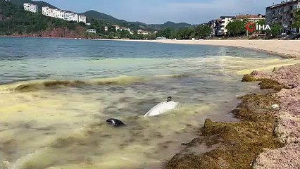 Bartın’da ölü yunus sahile vurdu
