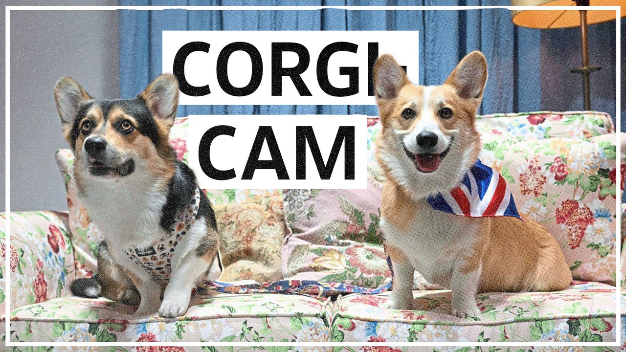 Corgi-Cam: Royales Fotoshooting mit Hunden
