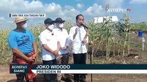 Presiden Joko Widodo Dukung Sorgum Jadi Pilihan Bahan Pokok di Tengah Ancaman Krisis Pangan Dunia