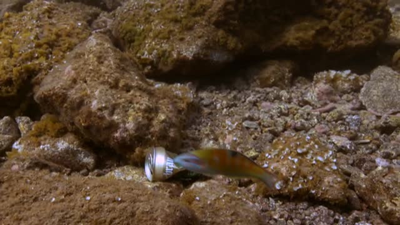 1.417 especies marinas y acuáticas afectadas por la basura de los mares