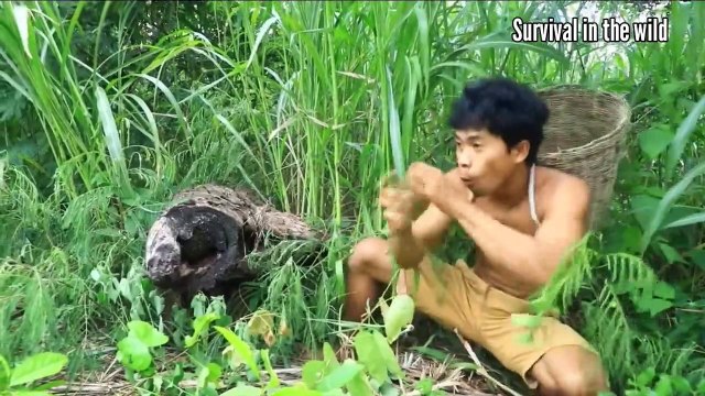 Bees live in trees, cook giant cassavas with bees live in trees