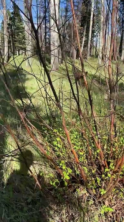 Il a eu la bonne idée de partir en balade en forêt avec une bombe anti-ours