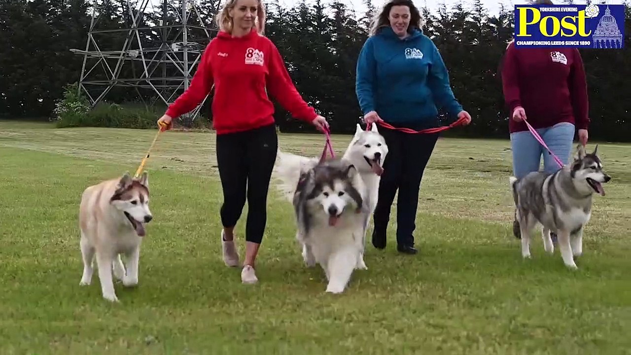Meet 8 Below Husky Rescue