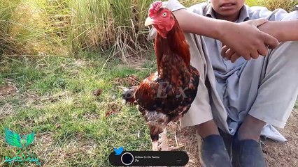 Chakwal Bakra Mandi 01.06.2022_Chakwal Ke Sab Say Bari Muwaishe Mandi_Aseel Mandi Chakwal #mandi