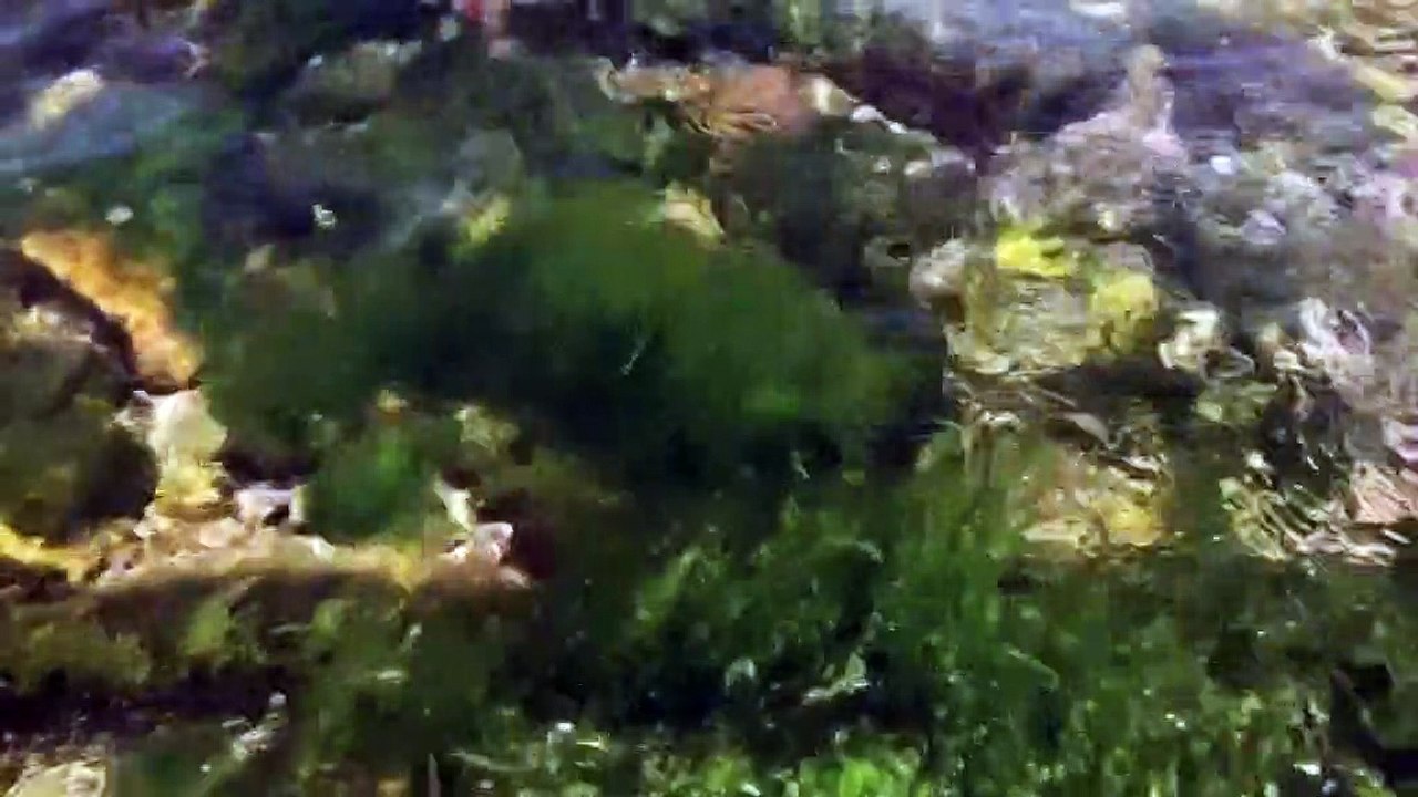 Martigues : remplacement de la barrière anti-algues à Ferrières