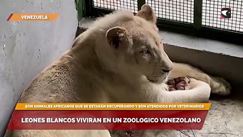 Leones blancos viviran en un zoologico venezolano - Vídeo Dailymotion