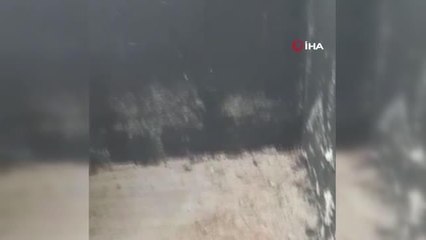 Elazığ'da 'yaprak biti' bahçe ve evleri sardı, ekipler çalışma başlattı