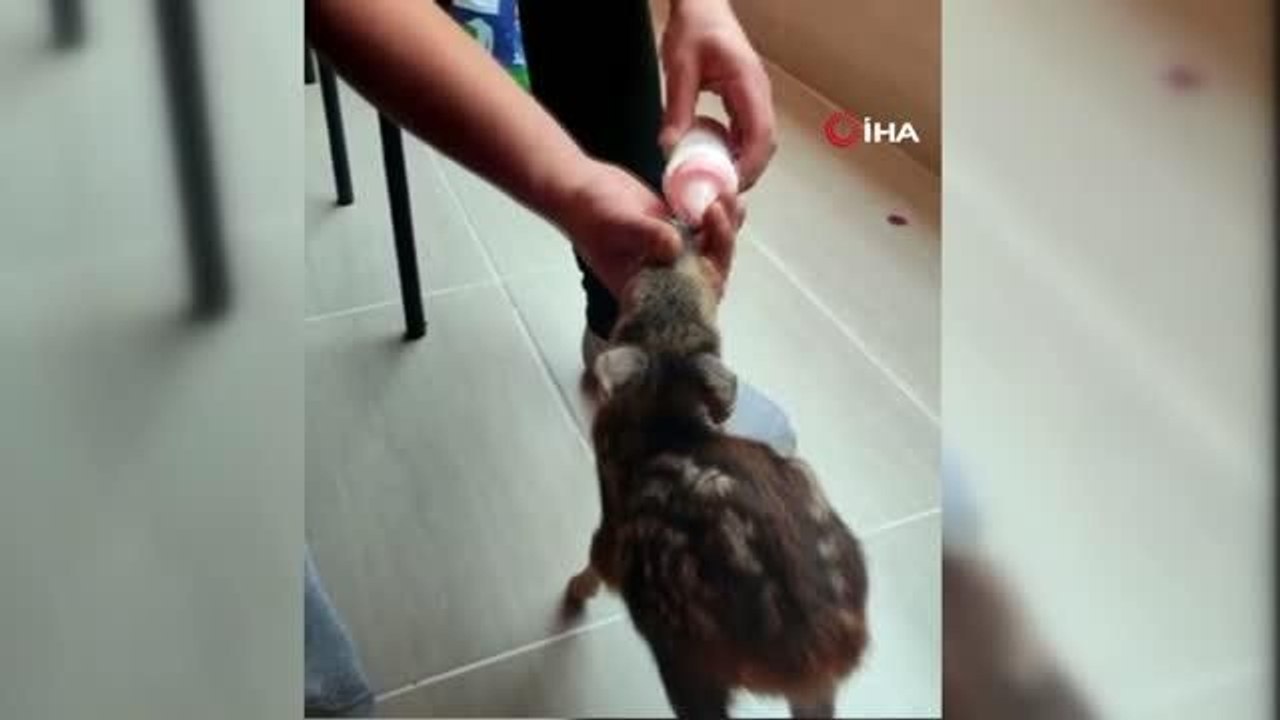 Bitkin halde bulduğu karacayı biberonla besleyip baktı