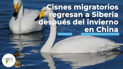 Cisnes migratorios regresan a Siberia después del invierno en China | 452 | 06 al 12 de junio de 2022